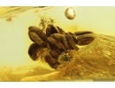 Nice Flower and More. Fossil inclusions in Baltic amber stone #14250