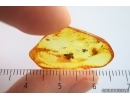Nice Flower and More. Fossil inclusions in Baltic amber stone #14250