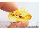 Nice Flower and More. Fossil inclusions in Baltic amber stone #14250