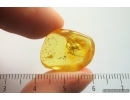 Spider Araneae. Fossil inclusion Ukrainian Rovno amber stone #14252R