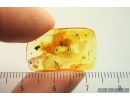 Spider Araneae. Fossil inclusion Ukrainian Rovno amber stone #14254R