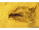 Spider Araneae Theridiidae, Ant and More. Fossil inclusions Ukrainian Rovno amber #14255R