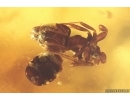 Spider Araneae Theridiidae, Ant and More. Fossil inclusions Ukrainian Rovno amber #14255R