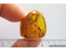 Spider Araneae Theridiidae, Ant and More. Fossil inclusions Ukrainian Rovno amber #14255R