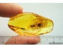 Spider Araneae. Fossil inclusion Ukrainian Rovno amber stone #14256R