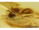Spider Araneae. Fossil inclusion Ukrainian Rovno amber stone #14257R