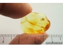 Spider Araneae. Fossil inclusion Ukrainian Rovno amber stone #14257R