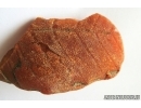 Very nice Big 61mm Leaf Print. Fossil inclusion in Baltic amber #14263