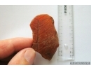 Very nice Big 61mm Leaf Print. Fossil inclusion in Baltic amber #14263