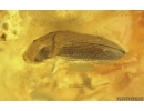 Nice Unknown Inclusions and Click Beetle Elateridae. Ukrainian Rovno amber stone #14264R