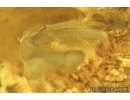 Nice Unknown Inclusions and Click Beetle Elateridae. Ukrainian Rovno amber stone #14264R