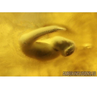 Nice Unknown Inclusions and Click Beetle Elateridae. Ukrainian Rovno amber stone #14264R