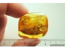 Nice Unknown Inclusions and Click Beetle Elateridae. Ukrainian Rovno amber stone #14264R