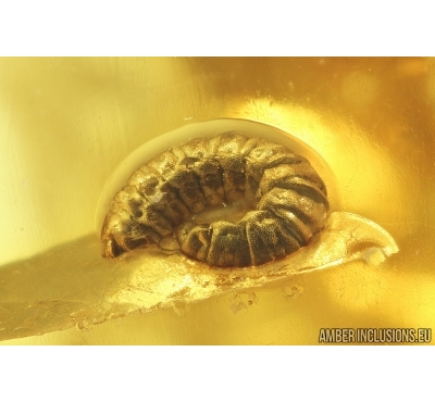 Hymenoptera Larva and Copropites. Fossil inclusions in Baltic amber #14267
