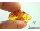Hymenoptera Larva and Copropites. Fossil inclusions in Baltic amber #14267