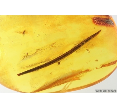 Long 24mm Leaf. Fossil inclusion in Baltic amber #14267