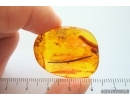 Long 24mm Leaf. Fossil inclusion in Baltic amber #14267