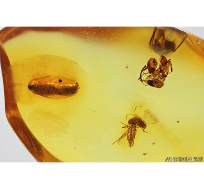 2 Ants and Ant Pupa, Hymenoptera. Fossil inclusions in Baltic amber #14268