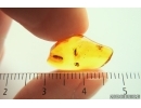 2 Ants and Ant Pupa, Hymenoptera. Fossil inclusions in Baltic amber #14268