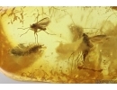 Mammalian hair, Diptertans and More. Fossil inclusions Ukrainian Rovno amber #14270R