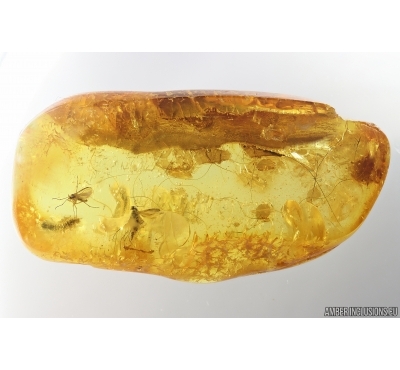 Mammalian hair, Diptertans and More. Fossil inclusions Ukrainian Rovno amber #14270R