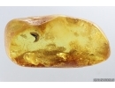 Mammalian hair, Diptertans and More. Fossil inclusions Ukrainian Rovno amber #14270R
