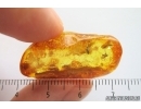 Mammalian hair, Diptertans and More. Fossil inclusions Ukrainian Rovno amber #14270R