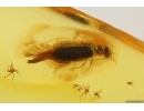 Antlike leaf beetle Aderidae. Fossil insect Baltic amber #14272