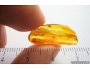 Antlike leaf beetle Aderidae. Fossil insect Baltic amber #14272