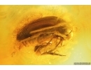 Tumbling Flower Beetle Mordellidae. Fossil insect in Baltic amber #14274