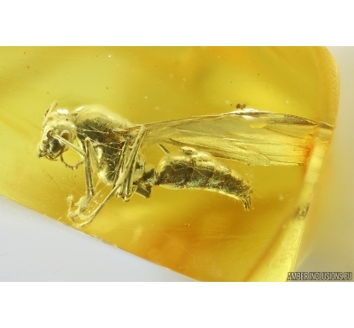 Ant Lasius schiefferdeckeri in Spider web. Fossil insect Ukrainian Rovno amber #14280R