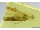 Ant Lasius schiefferdeckeri in Spider web. Fossil insect Ukrainian Rovno amber #14280R