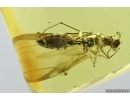 Ant Lasius schiefferdeckeri in Spider web. Fossil insect Ukrainian Rovno amber #14280R