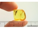 Ant Lasius schiefferdeckeri in Spider web. Fossil insect Ukrainian Rovno amber #14280R
