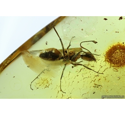 Big Ant Formicidae Damzenomyrmex ribbeckei and Spider. Fossil inclusions Ukrainian Rovno amber #14281R