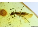 Big Ant Formicidae Damzenomyrmex ribbeckei and Spider. Fossil inclusions Ukrainian Rovno amber #14281R