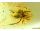 Big Ant Formicidae Damzenomyrmex ribbeckei and Spider. Fossil inclusions Ukrainian Rovno amber #14281R
