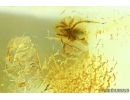 Big Ant Formicidae Damzenomyrmex ribbeckei and Spider. Fossil inclusions Ukrainian Rovno amber #14281R