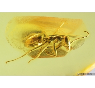 Ant Formicidae Yantaromyrmex geinitzi. Fossil inclusion Ukrainian Rovno amber #14283R