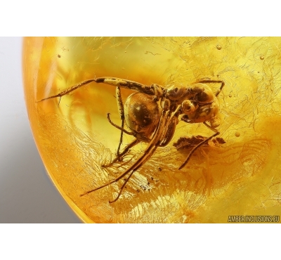 Rare Ant Formicidae Formica gustawi. Fossil insect in Baltic amber #14284R