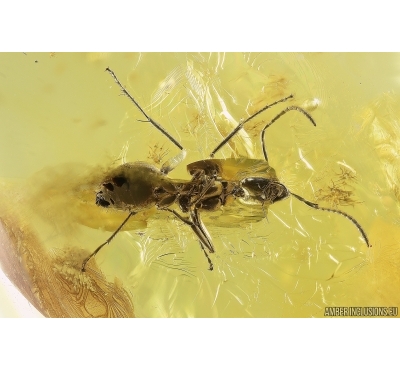 Rare Ant Formicidae Formica gustawi. Fossil insect in Baltic amber #14285R