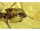 Rare Ant Formicidae Formica gustawi. Fossil insect in Baltic amber #14285R