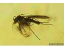 Rare Ant Formicidae Formica gustawi. Fossil insect in Baltic amber #14285R