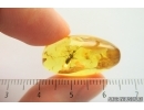 Rare Ant Formicidae Formica gustawi. Fossil insect in Baltic amber #14285R