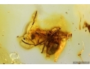 Rare Ant Formicidae Formica gustawi. Fossil insect in Baltic amber #14286R
