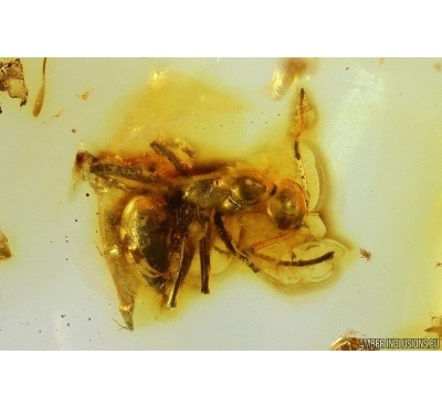 Rare Ant Formicidae Formica gustawi. Fossil insect in Baltic amber #14286R