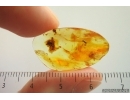 Rare Ant Formicidae Formica gustawi. Fossil insect Ukrainian Rovno amber #14286R