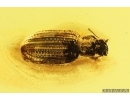Ant Formicidae Formica Flori and Brown scavenger Beetle Latridiidae. Fossil insects Ukrainian Rovno amber #14290R