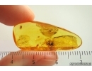 Ant Formicidae Formica Flori and Brown scavenger Beetle Latridiidae. Fossil insects Ukrainian Rovno amber #14290R