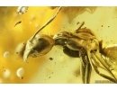 Rare Ant Formicidae Damzenomyrmex ribbeckei. Fossil inclusion Ukrainian Rovno amber #14293R